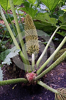 Giant Gunnera base