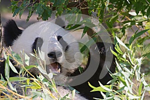 Giant happy  panda bear eating bamboo