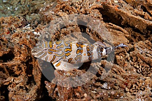 Giant Hawkfish (Cirrhitus rivulatus)