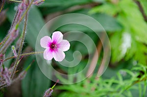 Giant Herb-Robert Geranium maderense on a green background with negative space on the right