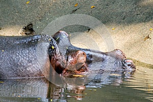 Giant hippopotamus sleeping in pool of water