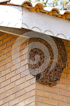 Giant Hive of Trigona Spinipes (Stingless Bees)