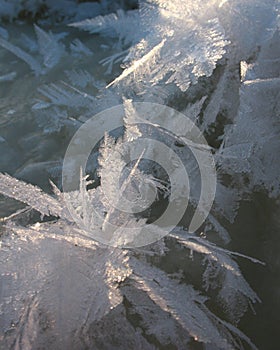 Giant Hoarfrost