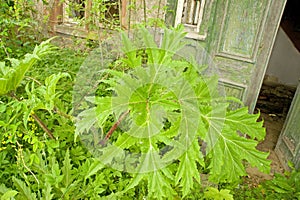 Giant hogweed.