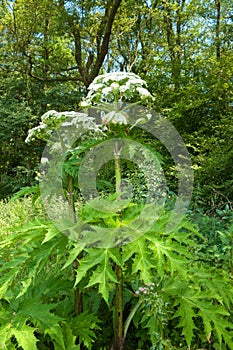 Giant hogweed photo