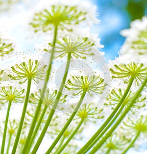 Giant hogweed