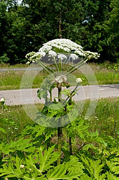 Giant hogweed