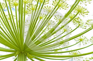 Giant hogweed