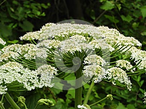 Giant Hogweed is both toxic and beautiful
