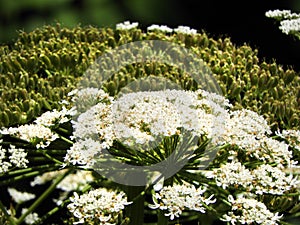 Giant Hogweed dangerous flower head cluster