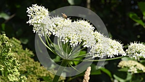 Giant hogweed, dangerous neophyte in a medaow in Germany