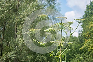 Giant hogweed dangerous poisonous plant