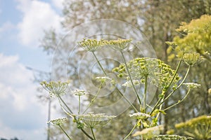 Giant hogweed dangerous poisonous plant