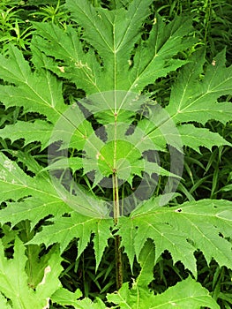 Giant Hogweed dangerous stalk and leaf ID photo