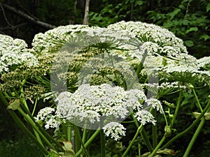 Giant Hogweed flower clusters beautiful but dangerous