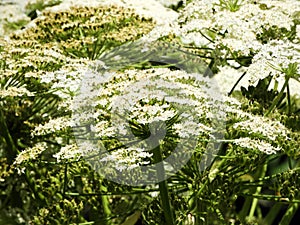 Giant Hogweed flower heads are beautiful but deadly