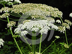 Giant Hogweed flower heads on sturdy stems