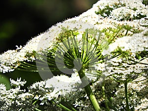 Giant Hogweed flower showing underside view