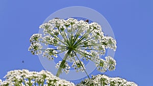 Giant hogweed and flying insects, Holland