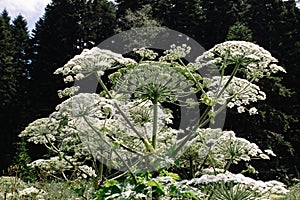 Giant hogweed growing in a field in the mountains of the Adygea Heracleum manteggazzianum