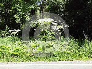 Giant Hogweed grows along NYS roadside and ditches