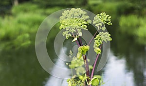 Giant hogweed. Heracleum mantegazzianum,