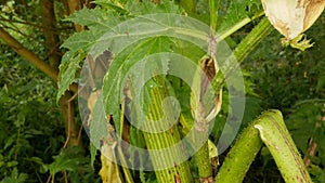 Giant hogweed Heracleum mantegazzianum leaf leaves flower blossom cartwheel-flower, western honey bee flying insects