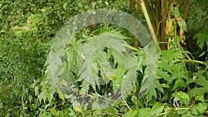 Giant hogweed Heracleum mantegazzianum leaf leaves flower blossom cartwheel-flower, western honey bee flying insects