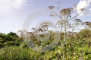 Giant Hogweed Heracleum mantegazzinanum. Lush Wild Giant Hogweed plant with huge baskets of seeds. Free-standing large