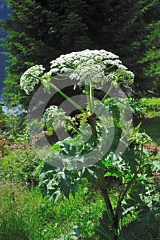 Giant Hogweed (Heracleum sphondylium)