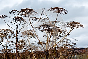 A giant Hogweed inflorescence against blue sky in autumn. old dry flowers. Latin name: heracleum sphondylium
