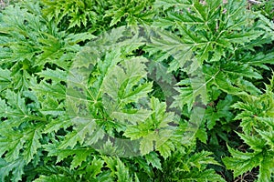 Giant Hogweed