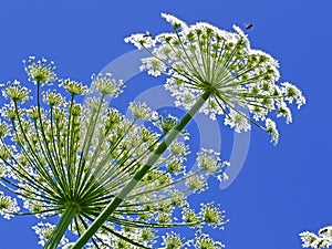 Giant Hogweed, in Latin: heracleum sphondylium