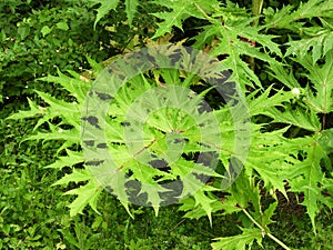 Giant Hogweed leaf can grow to 2 1/2 feet wide photo