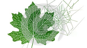 A Giant Hogweed leaf surrounded by lines symbolizing the danger and toxicity of the plant