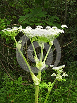 Giant Hogweed plant can grow to 15 feet tall