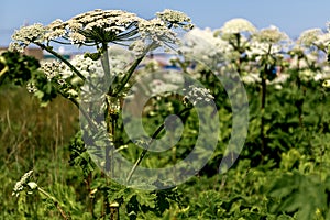 Giant Hogweed, plant of Giant Hogweed growing in field, Heracleum. large plant in foreground