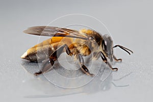 Giant honey bee (Apis dorsata)