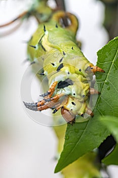 The giant horned caterpillar of the Royal Walnut Moth, Regal Moth or Hickory Horned Devil, Citheronia regalis on a leaf.