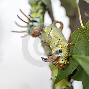 The giant horned caterpillar of the Royal Walnut Moth, Regal Moth or Hickory Horned Devil, Citheronia regalis on a leaf.