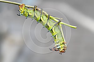 The giant horned caterpillar of the Royal Walnut Moth, Regal Moth or Hickory Horned Devil, Citheronia regalis on a leaf.