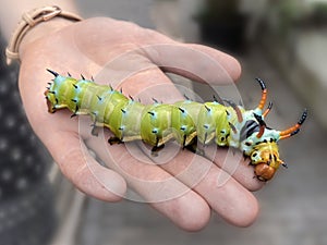 The giant horned caterpillar of the Royal Walnut Moth, Regal Moth or Hickory Horned Devil, Citheronia regalis on a leaf.