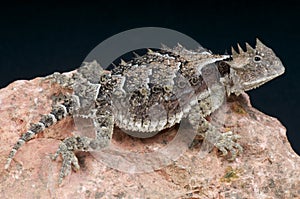 Giant horned lizard / Phrynosoma asio