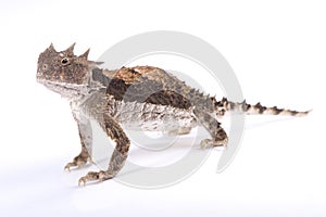 Giant horned lizard, Phrynosoma asio photo