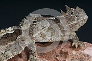 Giant horned lizards / Phrynosoma asio photo