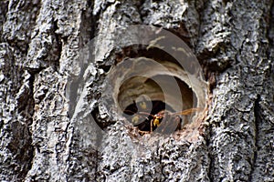 giant hornets at their nest entrance