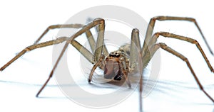 Giant House Spider
