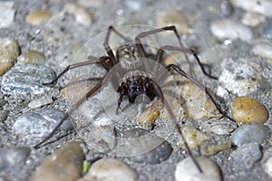 Giant house spider eratigena artica on stones