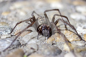 Giant house spider eratigena artica on stones