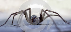 Giant house spider eratigena artica on wood